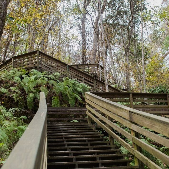 Boardwalk stairs at Devil’s Millhopper Geological State Park in Gainesville, FL